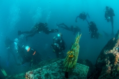 Podmorsko Hodocasce - Foto Ranko Frka-8153